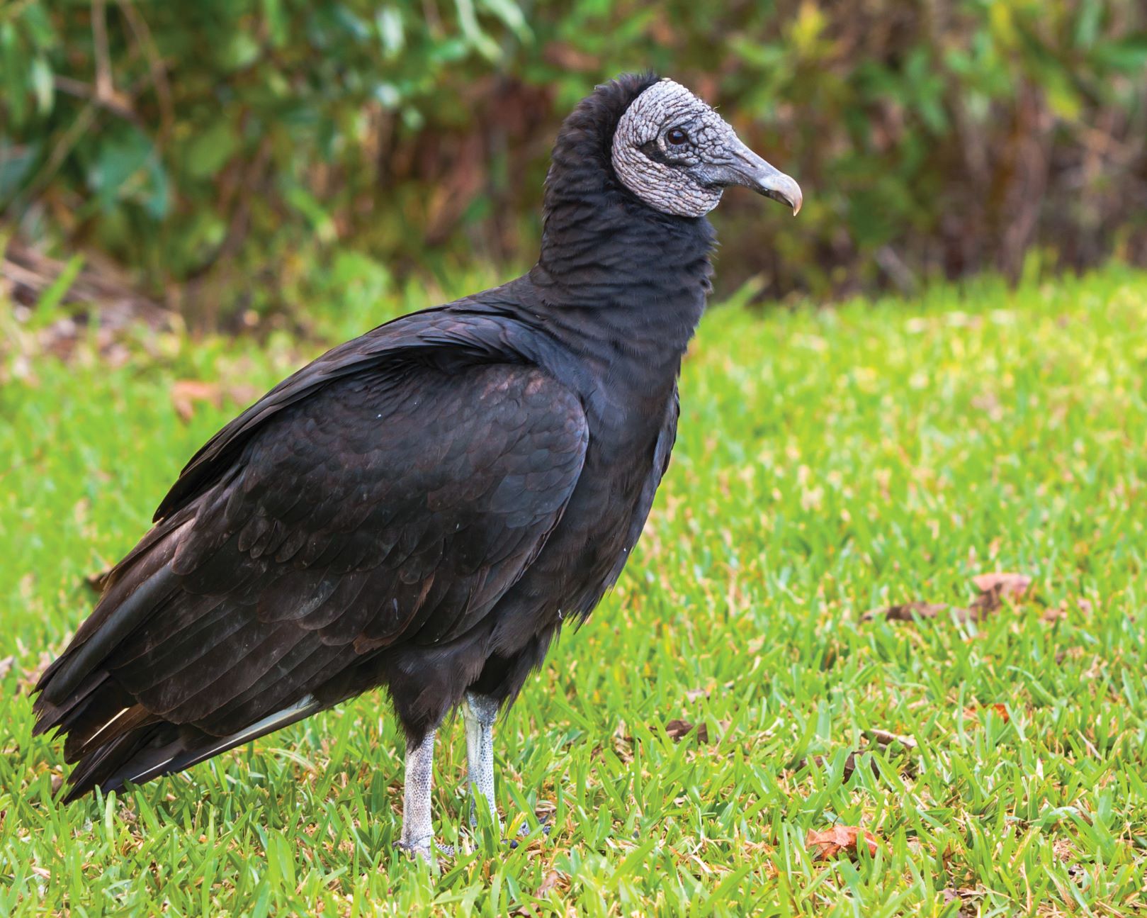 Black Vulture Depredation Permit Program