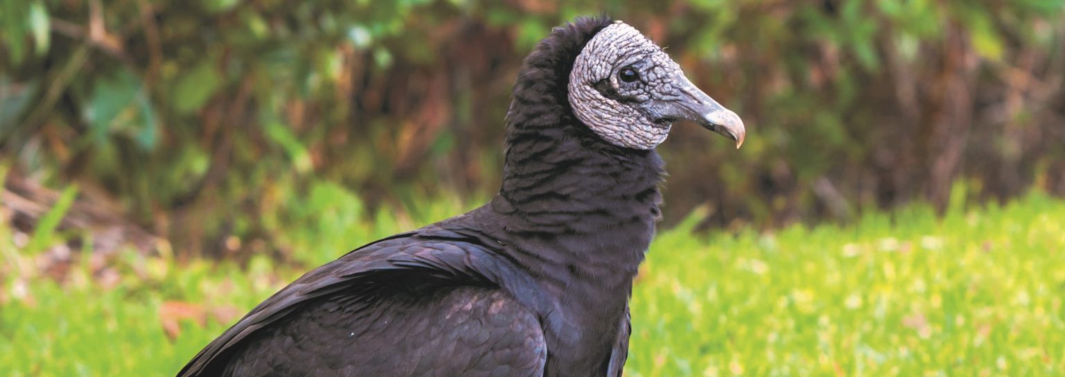 Black Vulture Header